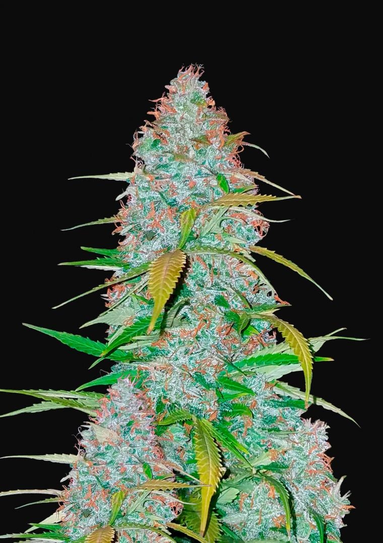 Buy Californian Snow Auto Feminized Seeds by FastBuds in America