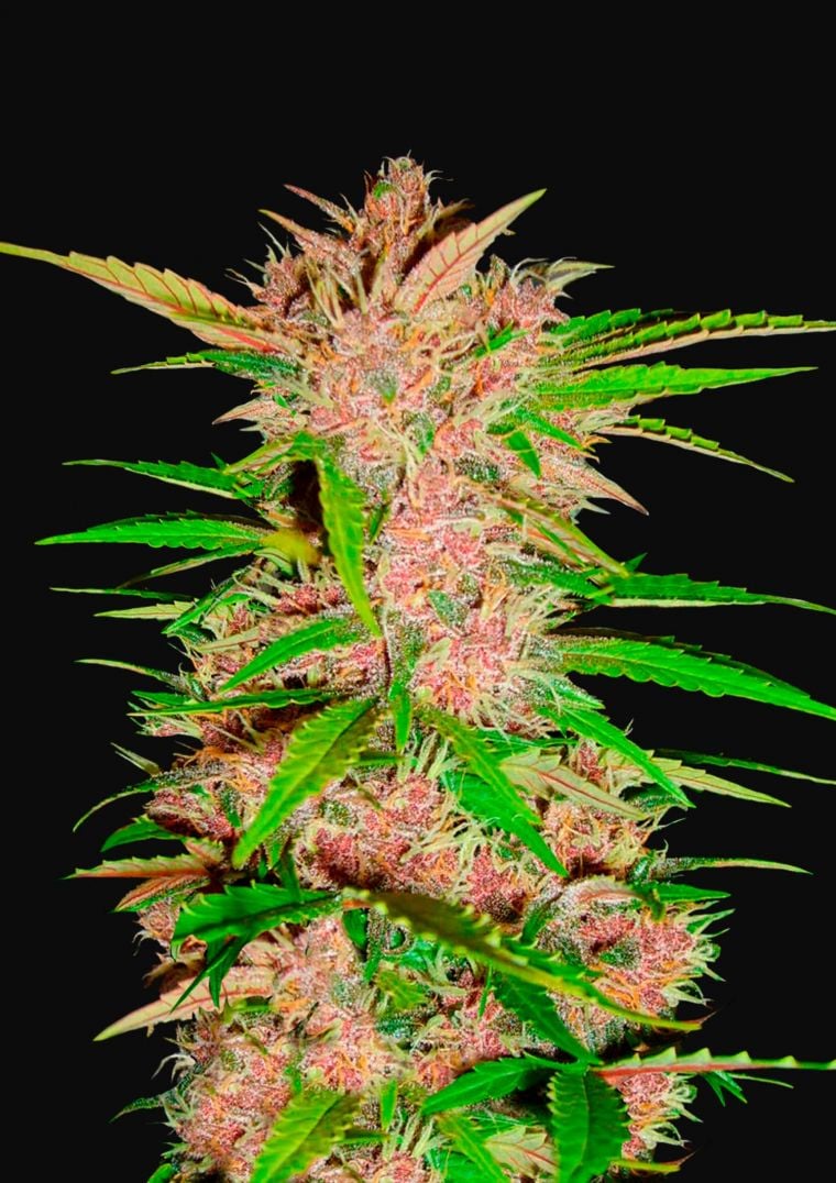 Buy Fastberry Auto Feminized Seeds By Fastbuds In America Stellar Seeds 6217