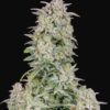 Buy Forbidden Runtz Auto Feminized Seeds by FastBuds in America