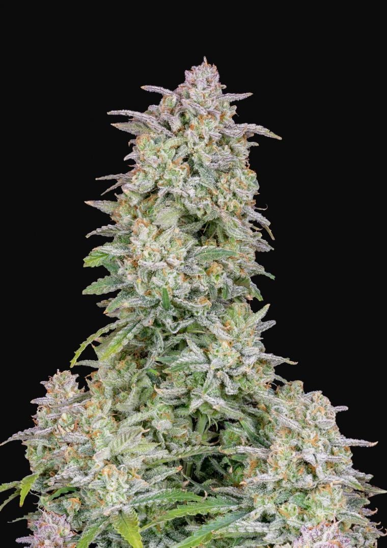 Buy Forbidden Runtz Auto Feminized Seeds by FastBuds in America