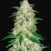 Buy Gelato Auto Feminized Seeds by FastBuds in America