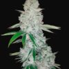 Buy Gorilla Glue Auto Feminized Seeds by FastBuds in America