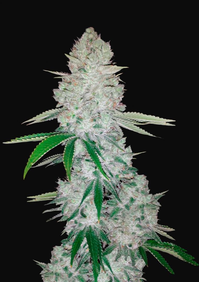 Buy Gorilla Glue Auto Feminized Seeds by FastBuds in America