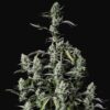 Buy Gorilla Zkittlez Auto Feminized Seeds by FastBuds in America