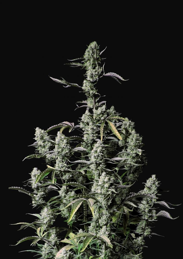 Buy Gorilla Zkittlez Auto Feminized Seeds by FastBuds in America