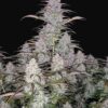 Buy Green Crack Auto Feminized Seeds by FastBuds in America