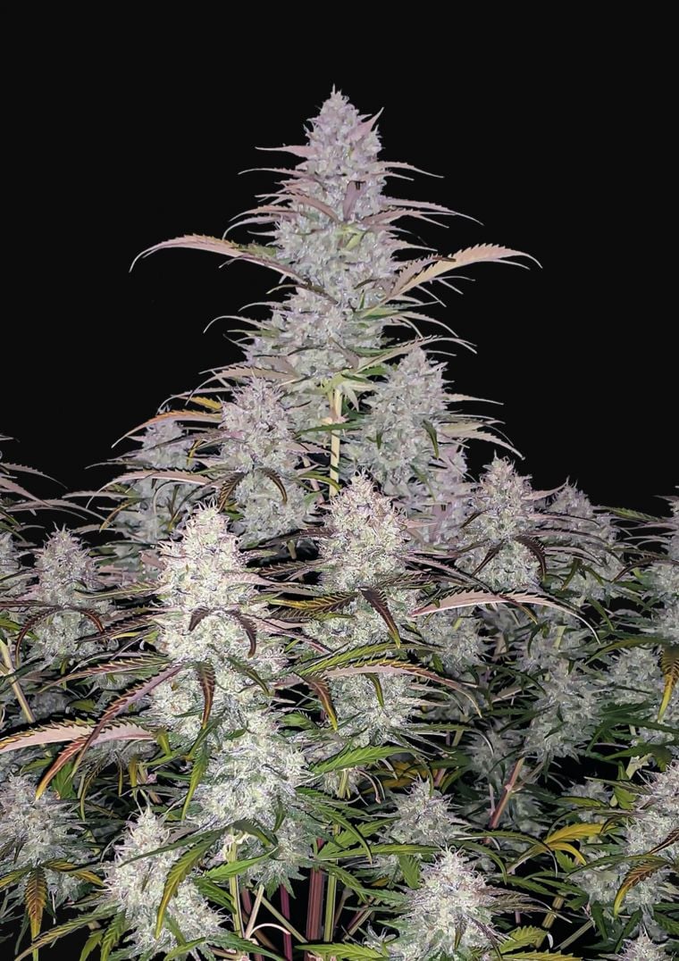 Buy Green Crack Auto Feminized Seeds by FastBuds in America