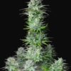 Buy Kosher Cake Auto Feminized Seeds by FastBuds in America