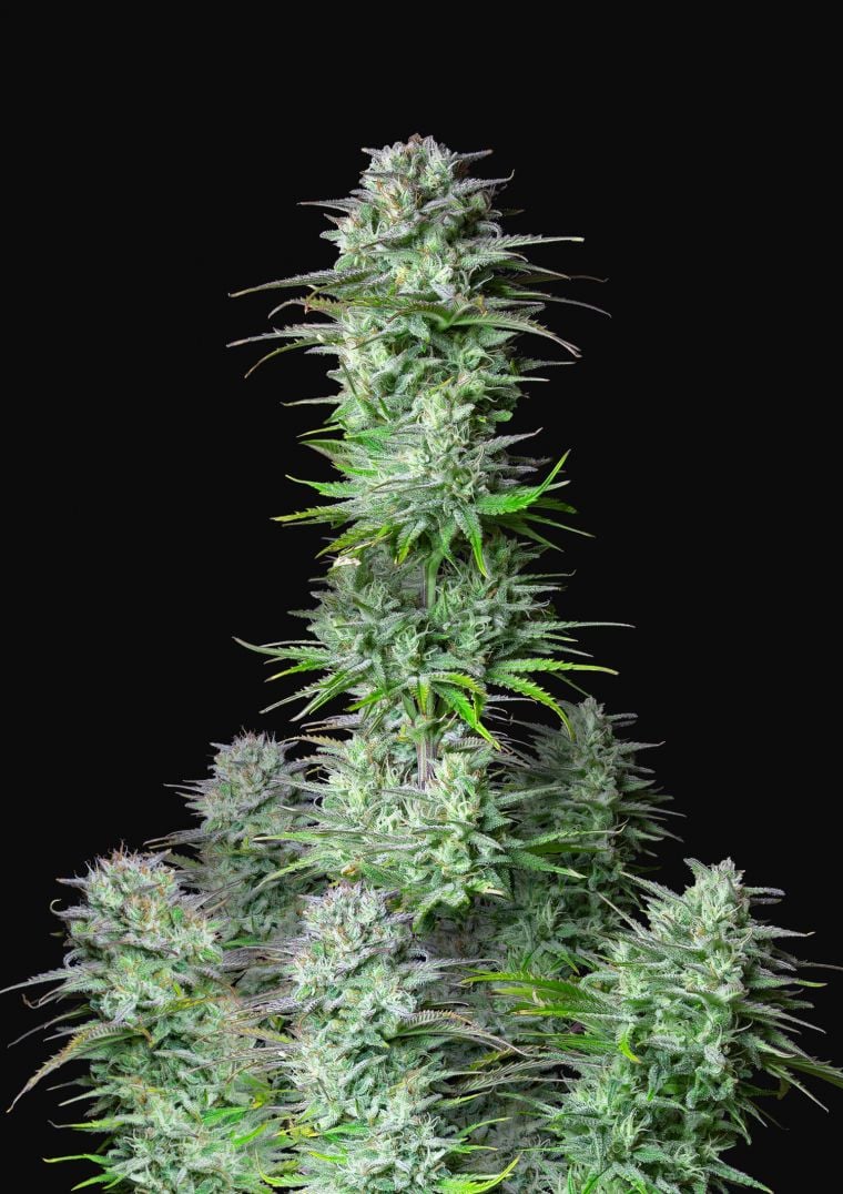 Buy Kosher Cake Auto Feminized Seeds by FastBuds in America