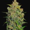 Buy Lemon AK Auto Feminized Seeds by FastBuds in America