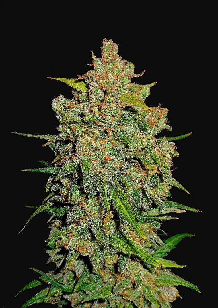Buy Lemon AK Auto Feminized Seeds by FastBuds in America