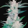 Buy Mexican Airlines Auto Feminized Seeds by FastBuds in America