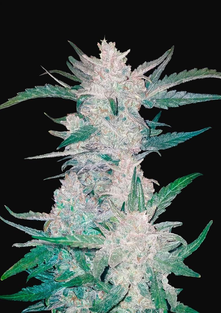 Buy Mexican Airlines Auto Feminized Seeds by FastBuds in America