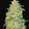 Buy Original AK Auto Feminized Seeds by FastBuds in America