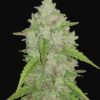 Buy Original Amnesia Haze Auto Feminized Seeds by FastBuds in America