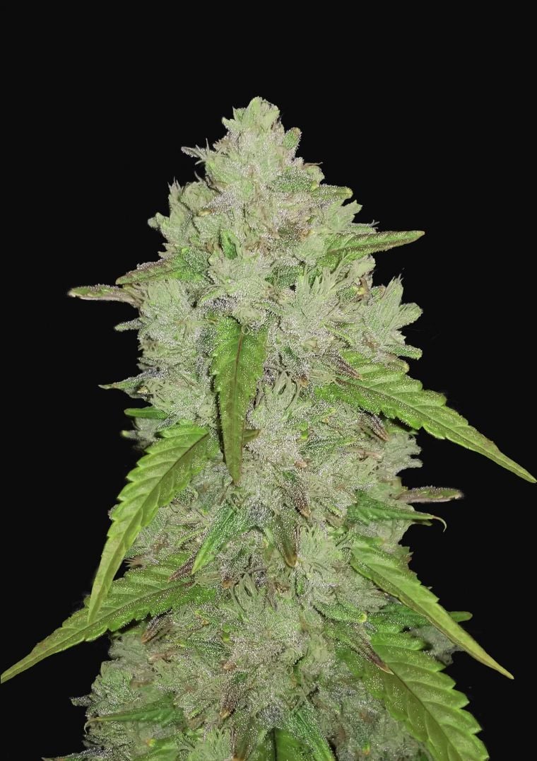 Buy Original Amnesia Haze Auto Feminized Seeds by FastBuds in America
