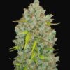 Buy Original BubbleGum Auto Feminized Seeds by FastBuds in America