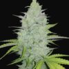 Buy Original Cheese Auto Feminized Seeds by FastBuds in America