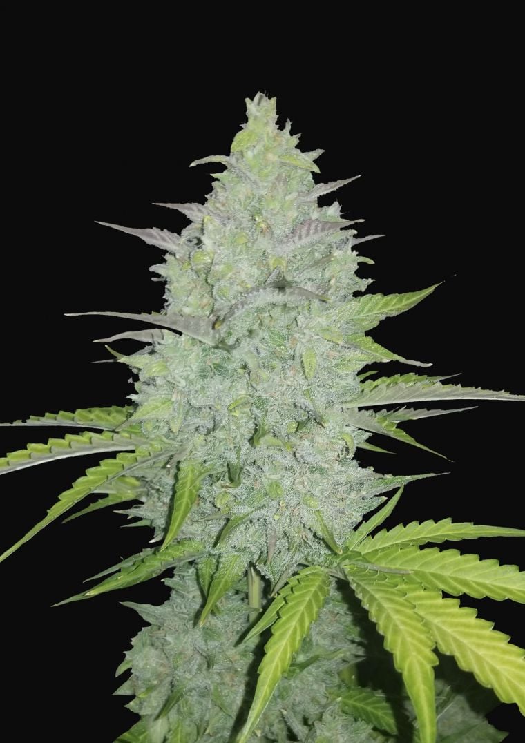 Buy Original Cheese Auto Feminized Seeds by FastBuds in America
