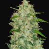 Buy Original Chemdawg Auto Feminized Seeds by FastBuds in America