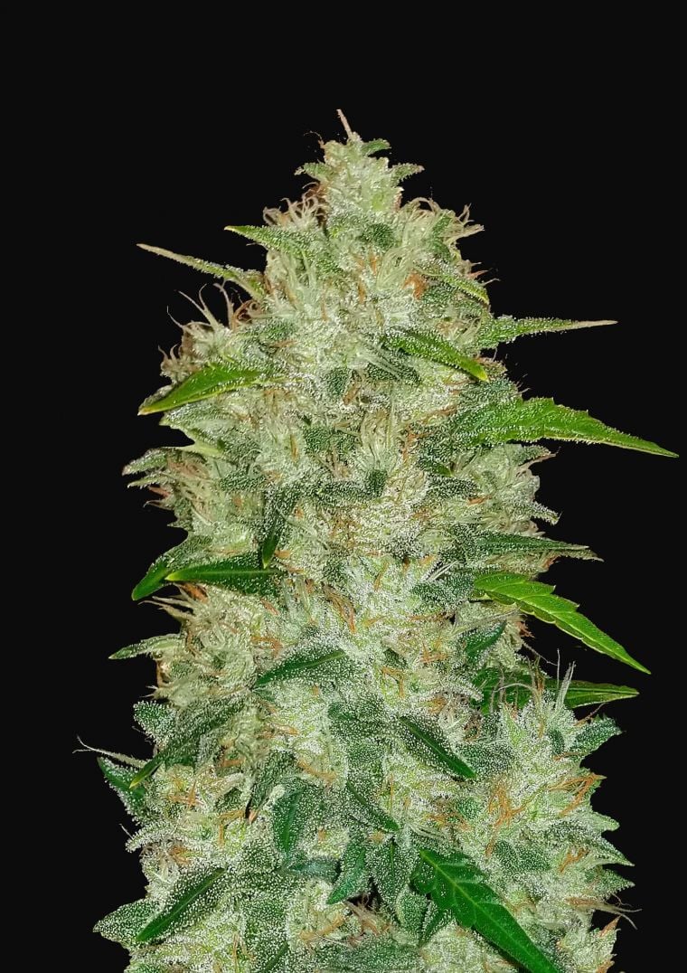 Buy Original Chemdawg Auto Feminized Seeds by FastBuds in America