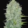 Buy Original Northern Lights Auto Feminized Seeds by FastBuds in America