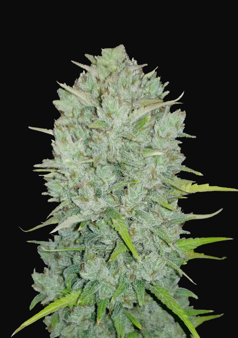 Buy Original Northern Lights Auto Feminized Seeds by FastBuds in America