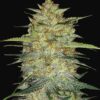 Buy Original OG Kush Auto Feminized Seeds by FastBuds in America