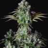 Buy Original Big Bud Auto Feminized Seeds by FastBuds in America