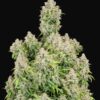 Buy Original Cinderella Auto Feminized Seeds by FastBuds in America