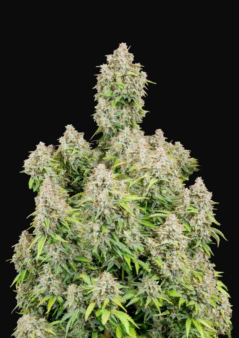 Buy Original Cinderella Auto Feminized Seeds by FastBuds in America