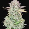 Buy Original Trainwreck Auto Feminized Seeds by FastBuds in America