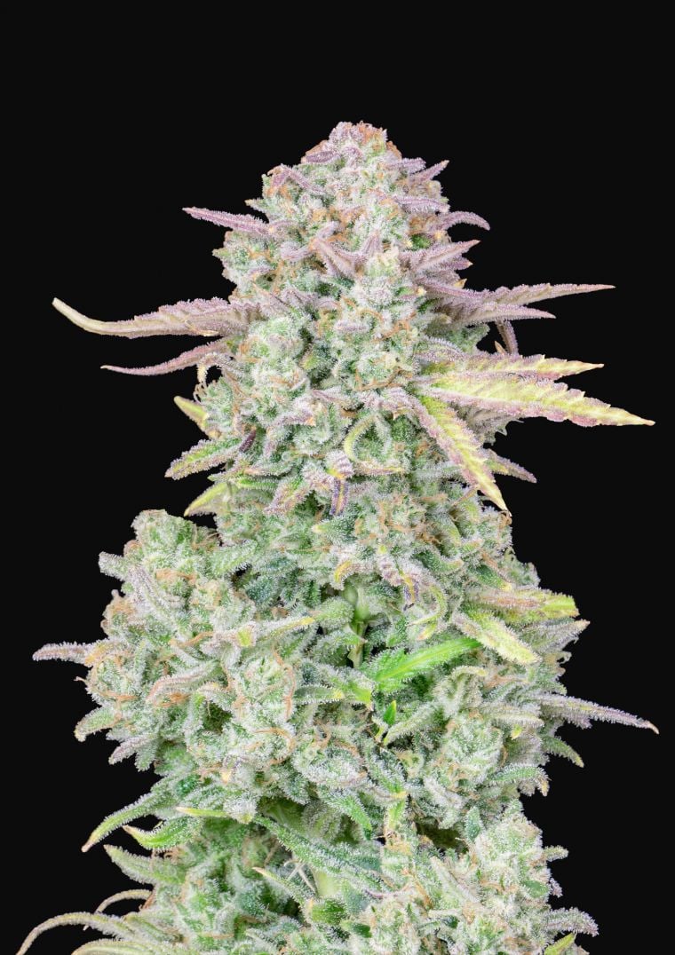 Buy Original Trainwreck Auto Feminized Seeds by FastBuds in America
