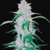 Buy Six Shooter Auto Feminized Seeds by FastBuds in America