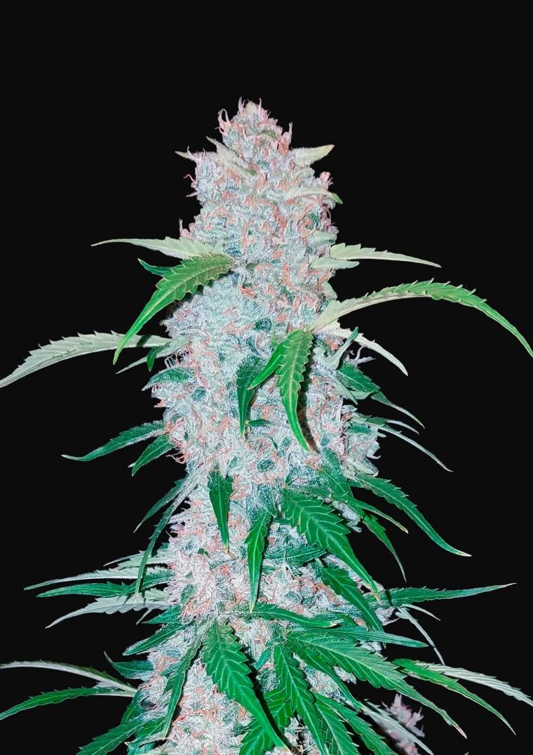 Buy Six Shooter Auto Feminized Seeds by FastBuds in America