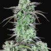 Buy Strawberry Banana Auto Feminized Seeds by FastBuds in America