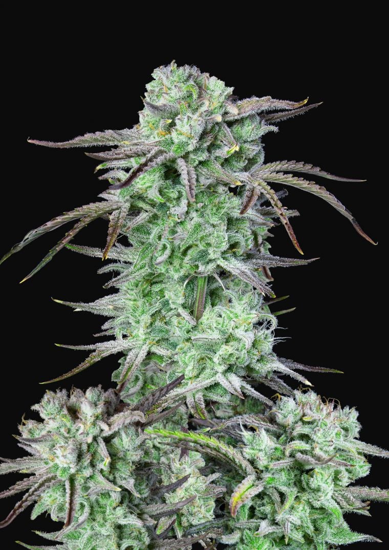 Buy Strawberry Banana Auto Feminized Seeds by FastBuds in America