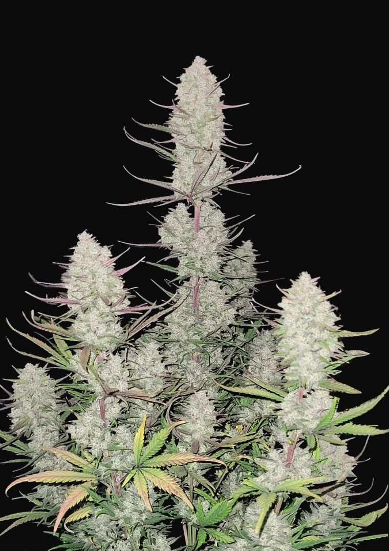 Buy Tropicana Cookies Auto Feminized Seeds by FastBuds in America ...