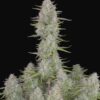 Buy Wedding Cheesecake Auto Feminized Seeds by FastBuds in America