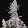 Buy Wedding Glue Auto Feminized Seeds by FastBuds in America