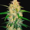 Buy Zkittlez Auto Feminized Seeds by FastBuds in America