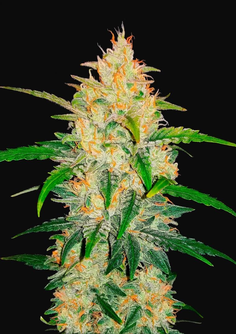 Buy Zkittlez Auto Feminized Seeds by FastBuds in America