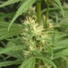 Mango Haze Regular Seeds