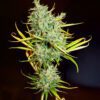 Mango Haze Regular Seeds