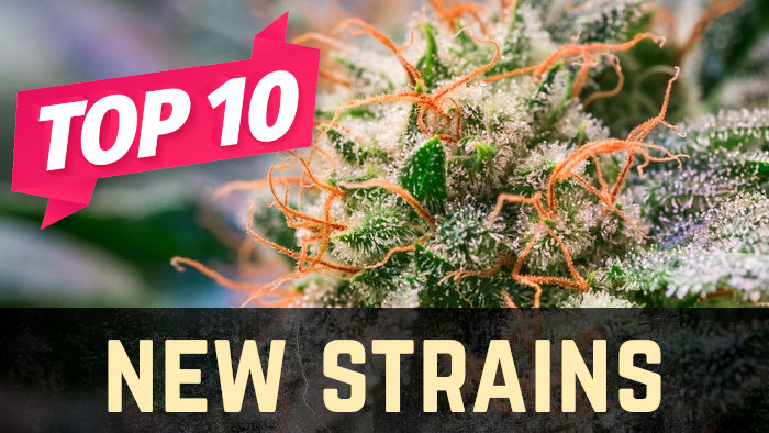 Top 10 New Weed Strains