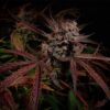 Creme de la Compton F3 Auto Feminized Seeds
