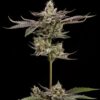 Northern Lemons Regular Seeds