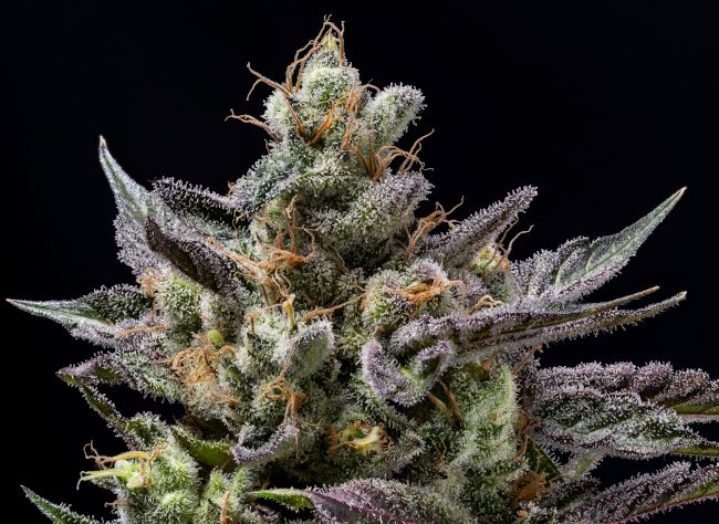 Northern Lemons Regular Seeds