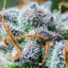 Buy Northern Light Auto Feminized Seeds by Royal Queen Seeds in America - Image 2