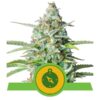 Buy Northern Light Auto Feminized Seeds by Royal Queen Seeds in America